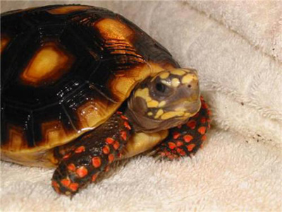 Red Footed Tortoise Red Footed Tortoise